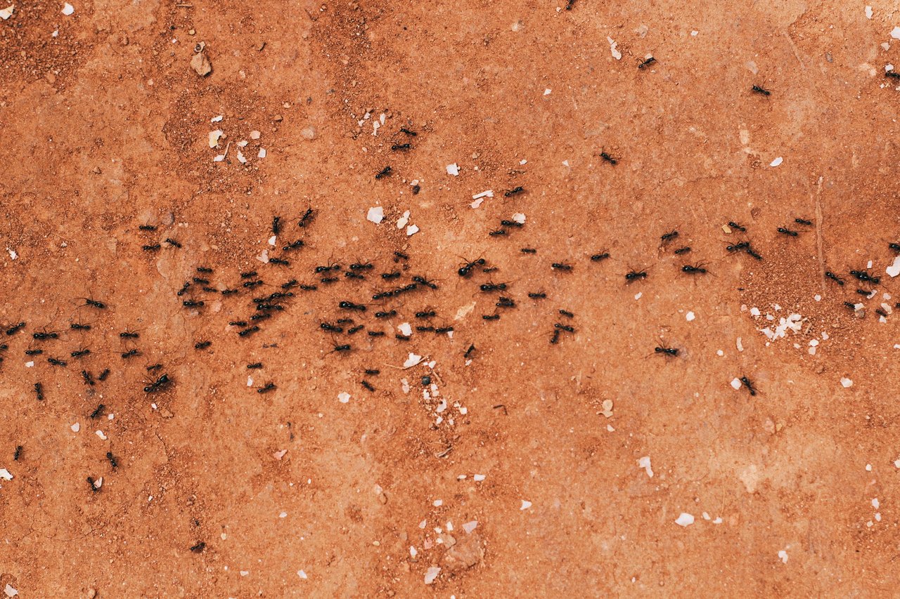 Ants 101